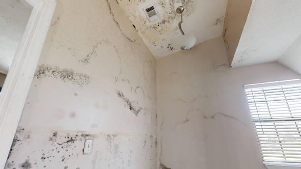 Reliable Brunswick, NC Mold Removal Solutions