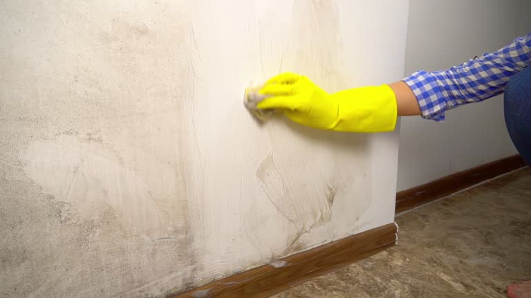 Best Attic Mold Removal  in Brunswick, NC