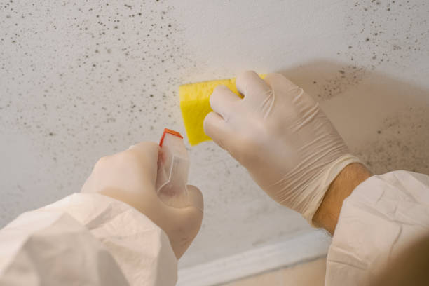 Best Airborne Mold Testing  in Brunswick, NC