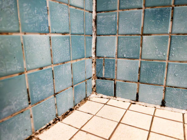 Best Environmental Consulting for Mold Prevention  in Brunswick, NC