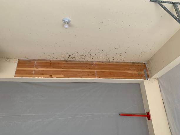 Best Air Quality Testing for Mold Spores  in Brunswick, NC