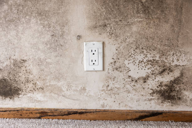 Best Emergency Mold Remediation  in Brunswick, NC