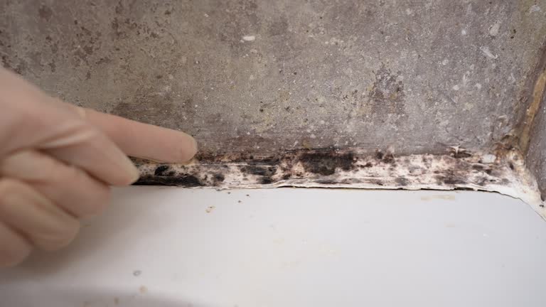 Best Mold Documentation for Insurance Claims  in Brunswick, NC